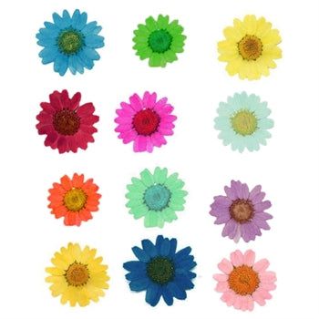 12 in 1 multy pressed  dry daisy  flowers