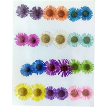 24 in 1 Multy pressed dry small flower