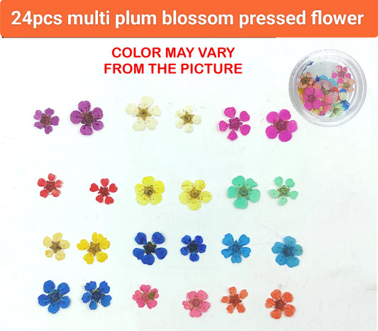 Multi Plum Blossom Pressed Flower