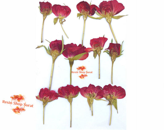 12 IN 1 RED ROSE PRESSED FLOWER PACK