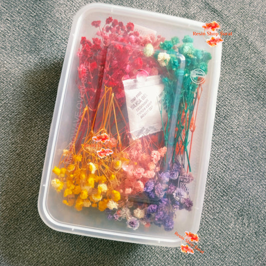 Baby Breath Dry Flower multi colour, Gypsy box