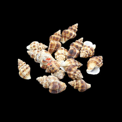 Natural Shell 002 (50Gms)