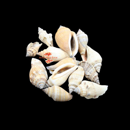 Natural Shell 003(50Gms)