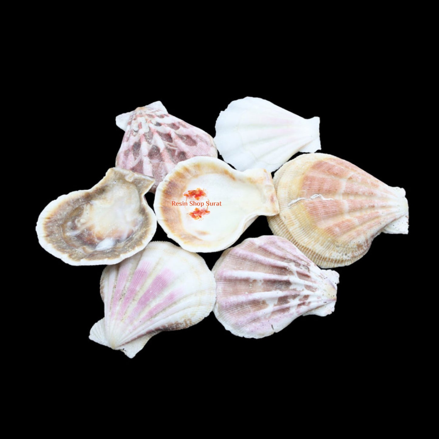 Natural Shell 004(50Gms)