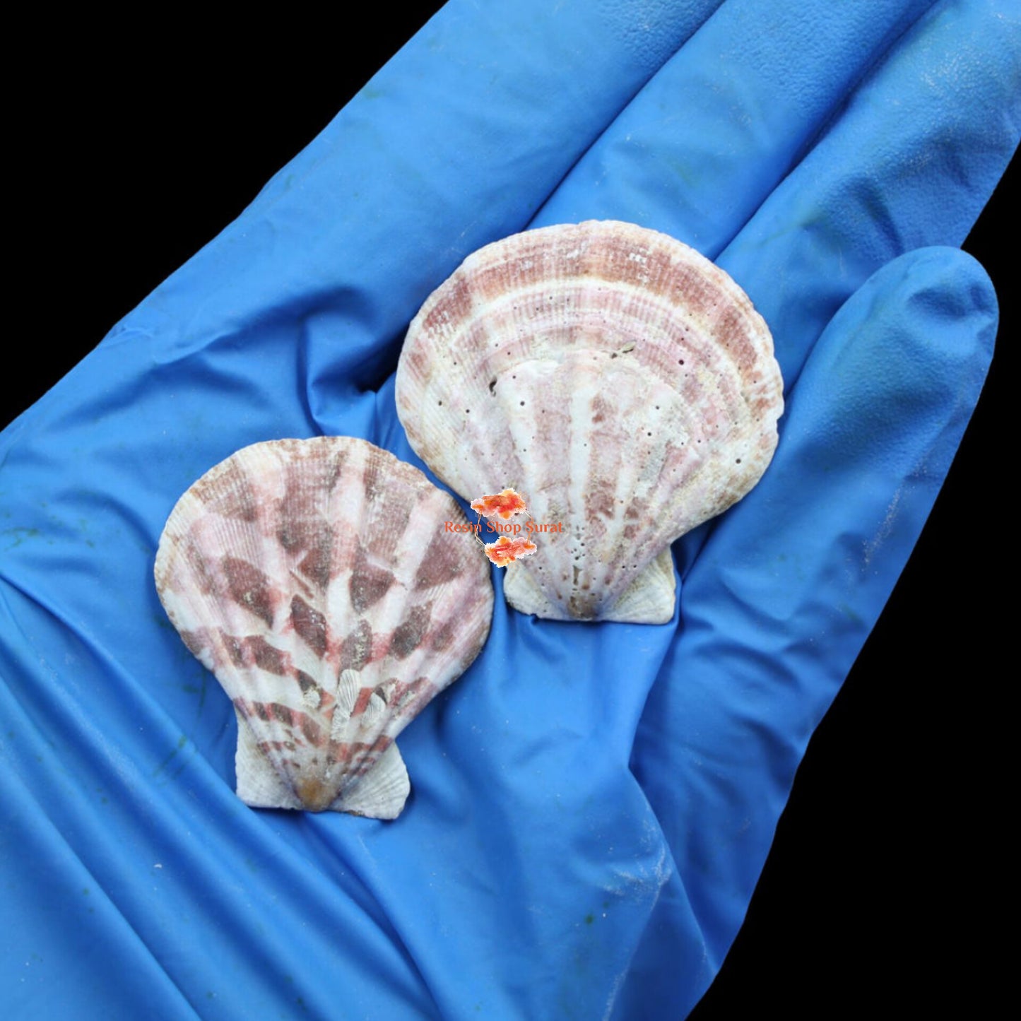 Natural Shell 004(50Gms)